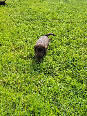 Du Domaine D'Aurelie Et Amelie - Labrador Retriever - Portée née le 21/03/2024