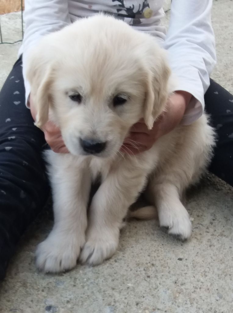 Chiots Golden Retreiver