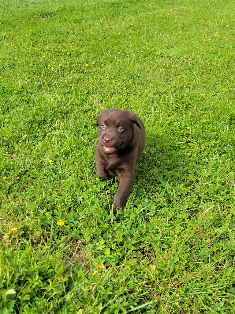 Du Domaine D'Aurelie Et Amelie - Chiots disponibles - Labrador Retriever